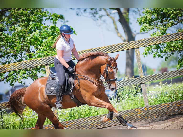 KWPN Castrone 6 Anni 168 cm Sauro in Poeldijk