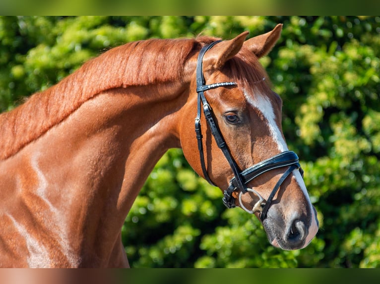 KWPN Castrone 6 Anni 168 cm Sauro in Poeldijk