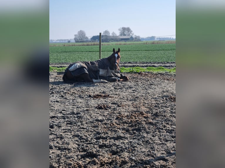 KWPN Castrone 6 Anni 168 cm Sauro scuro in Middelharnis