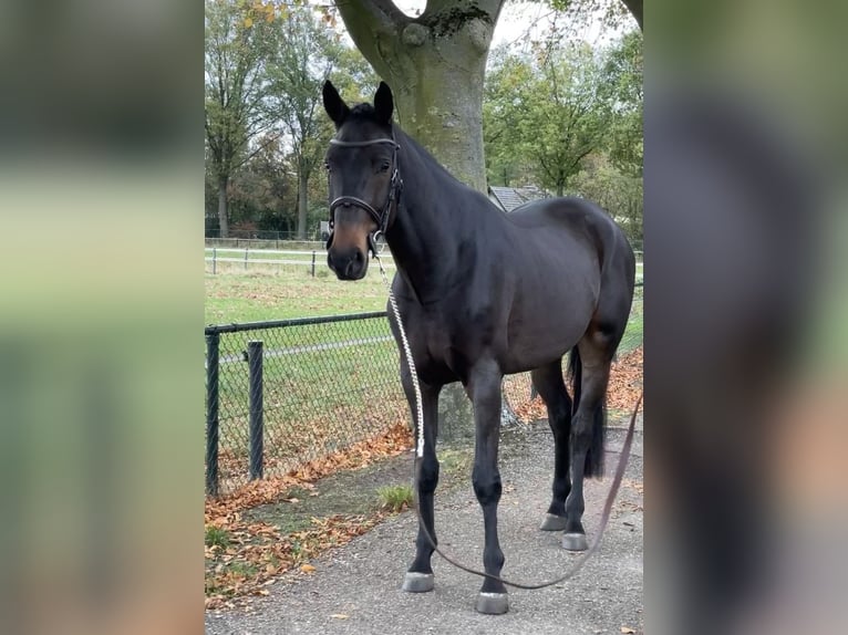 KWPN Castrone 6 Anni 169 cm Baio nero in Nuenen