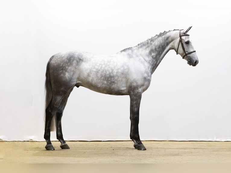 KWPN Castrone 6 Anni 169 cm Grigio in Waddinxveen