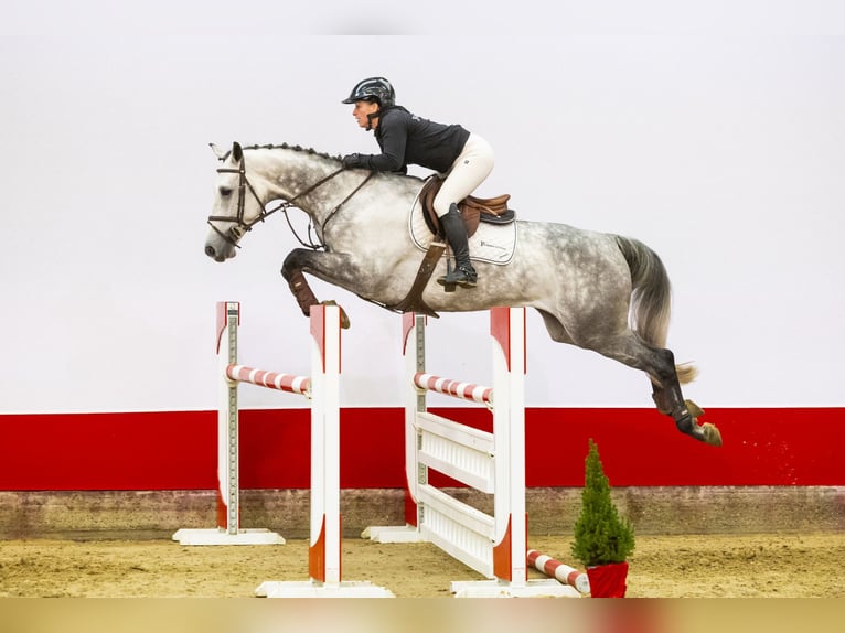 KWPN Castrone 6 Anni 169 cm Grigio in Waddinxveen