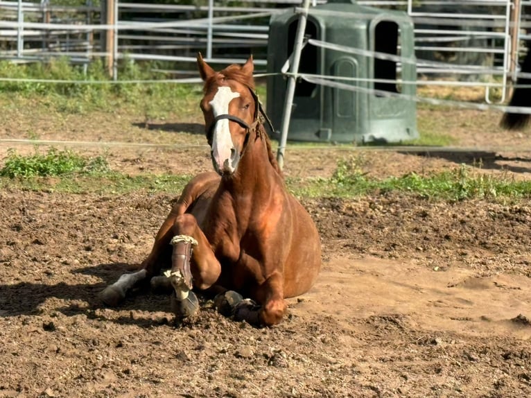 KWPN Castrone 6 Anni 169 cm Sauro in Darmstadt