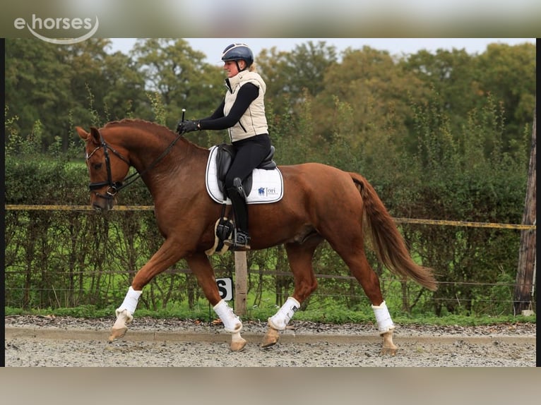 KWPN Castrone 6 Anni 169 cm Sauro in Raalte