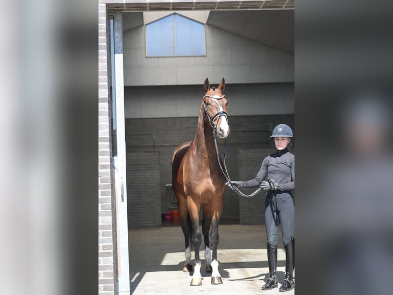 KWPN Castrone 6 Anni 170 cm Baio in Asperup