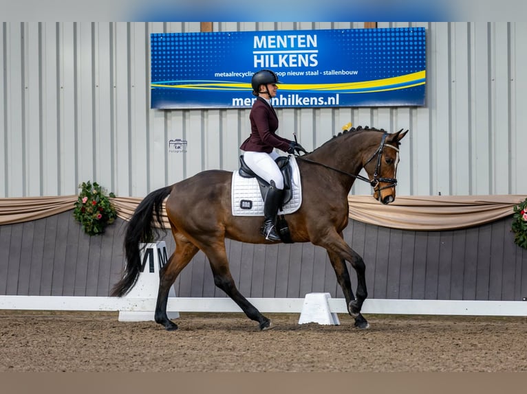 KWPN Castrone 6 Anni 170 cm Baio in Afferden L