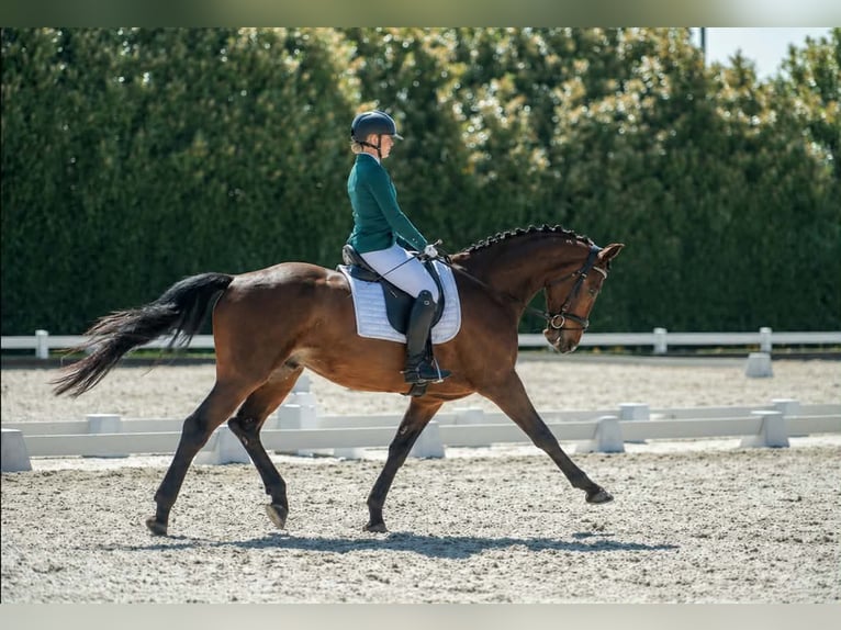 KWPN Castrone 6 Anni 170 cm Baio in Afferden L