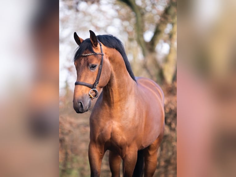 KWPN Castrone 6 Anni 170 cm Baio in Friedberg