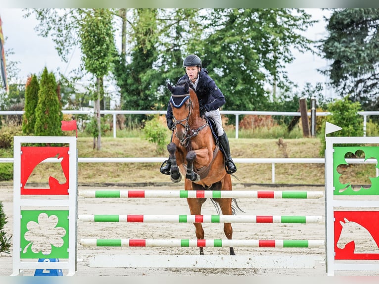 KWPN Castrone 6 Anni 170 cm Baio in Niederkassel