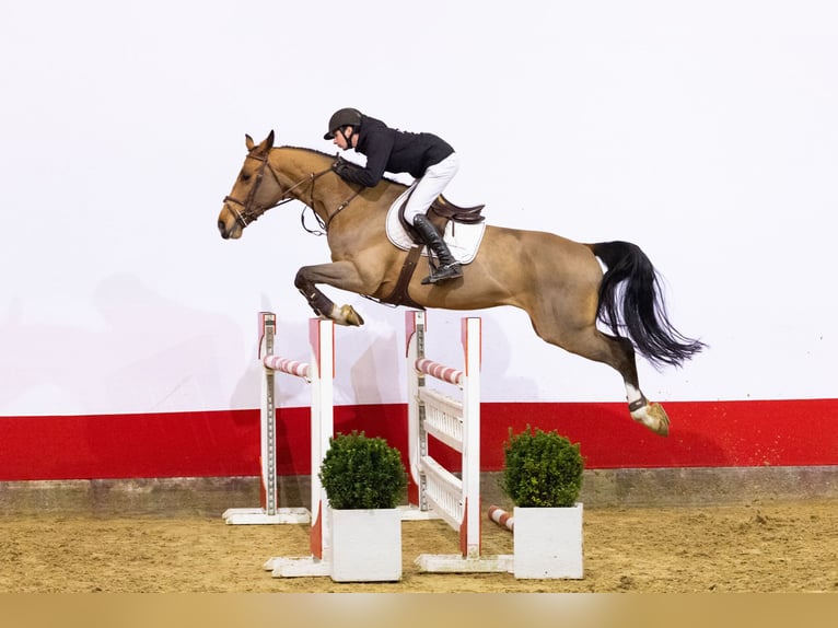 KWPN Castrone 6 Anni 170 cm Baio in Waddinxveen