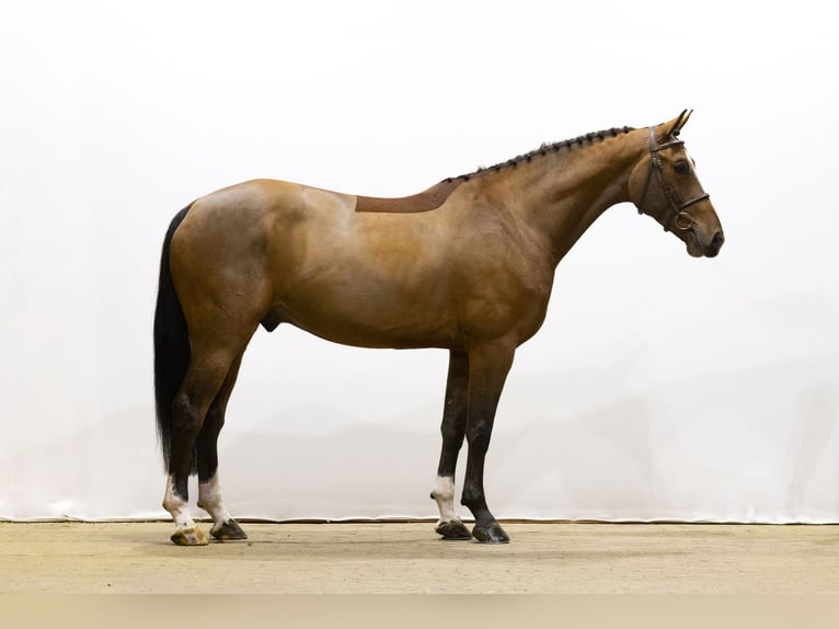 KWPN Castrone 6 Anni 170 cm Baio in Waddinxveen