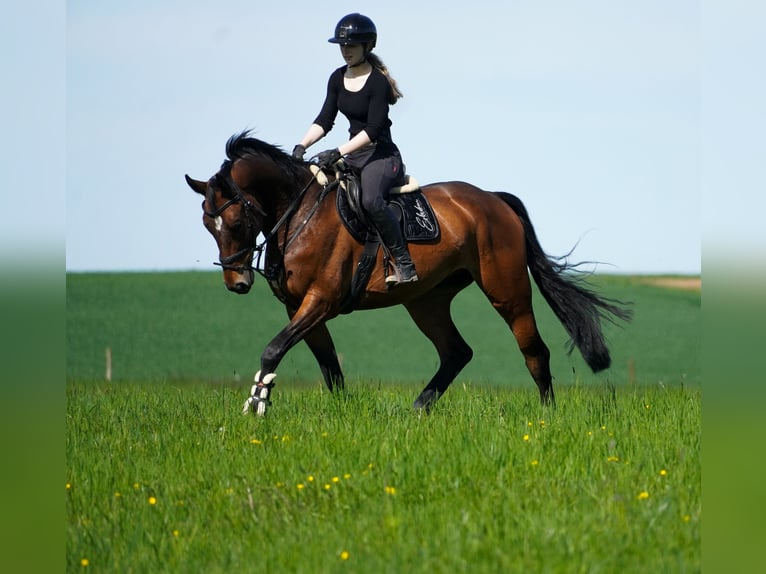 KWPN Castrone 6 Anni 170 cm Baio in Nettersheim