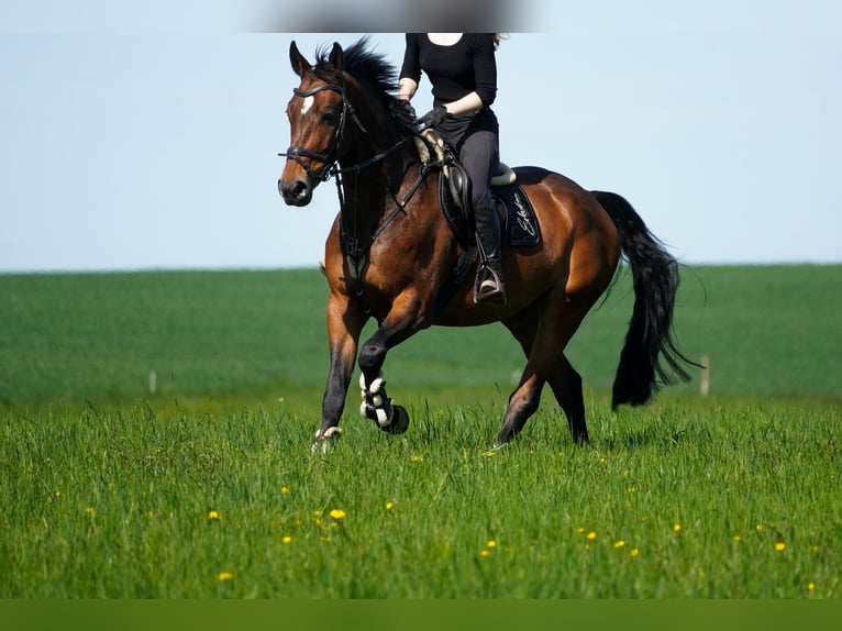 KWPN Castrone 6 Anni 170 cm Baio in Nettersheim