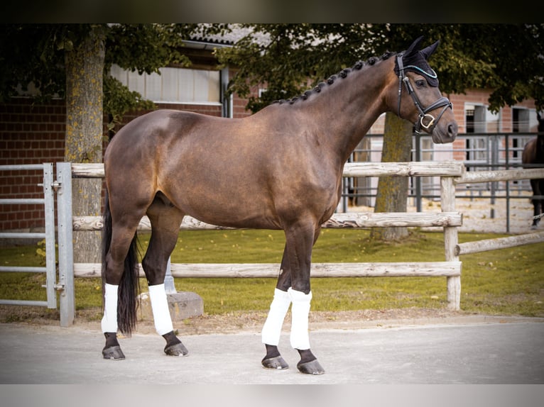KWPN Castrone 6 Anni 170 cm Baio nero in Swisttal