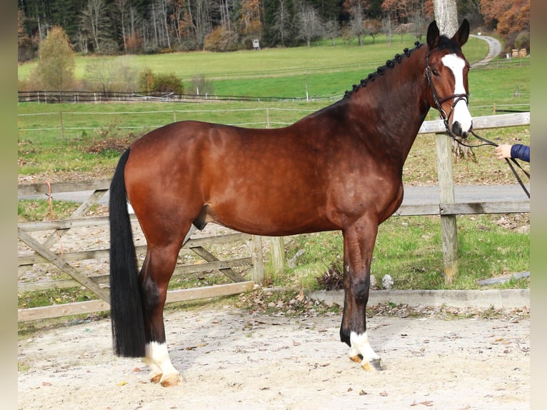 KWPN Castrone 6 Anni 170 cm Baio scuro in Bad Dürrheim