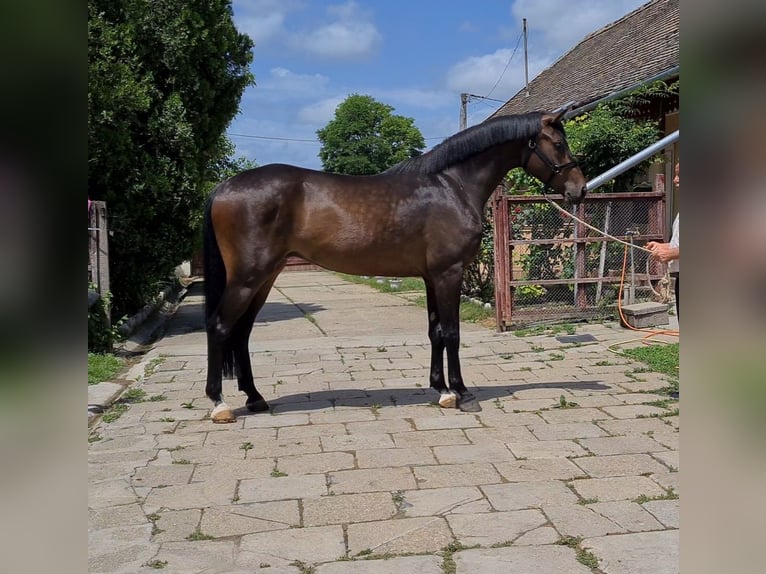 KWPN Castrone 6 Anni 170 cm Baio scuro in Békéscsaba