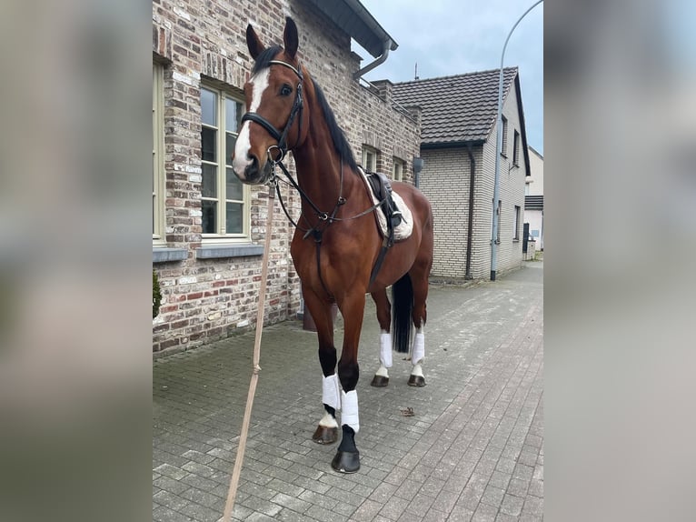 KWPN Castrone 6 Anni 170 cm in Schwalmtal