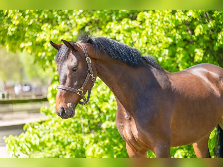 KWPN Castrone 6 Anni 170 cm  in GROTE-BROGEL