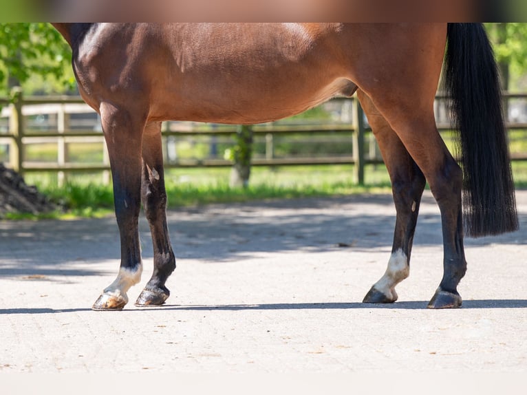 KWPN Castrone 6 Anni 170 cm  in GROTE-BROGEL