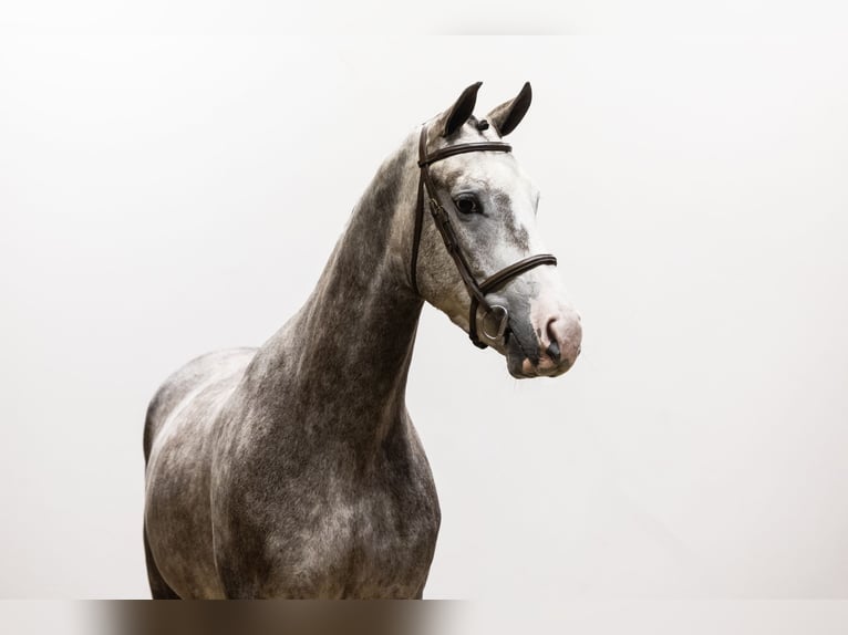 KWPN Castrone 6 Anni 170 cm Grigio in Waddinxveen