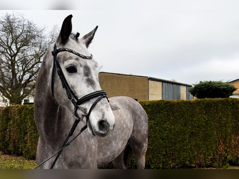 KWPN Castrone 6 Anni 170 cm Grigio pezzato in Friedberg