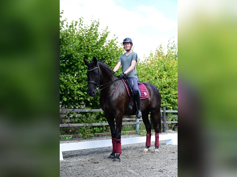 KWPN Castrone 6 Anni 170 cm Morello in Oudendijk