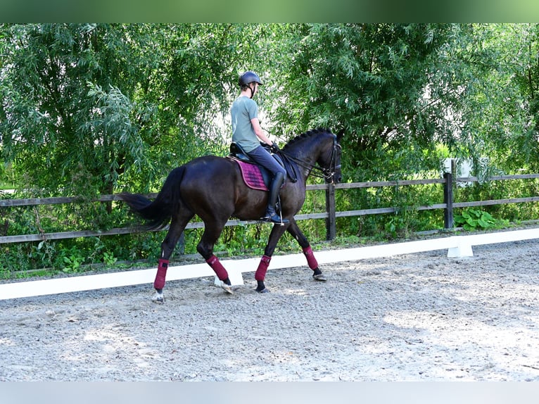 KWPN Castrone 6 Anni 170 cm Morello in Oudendijk