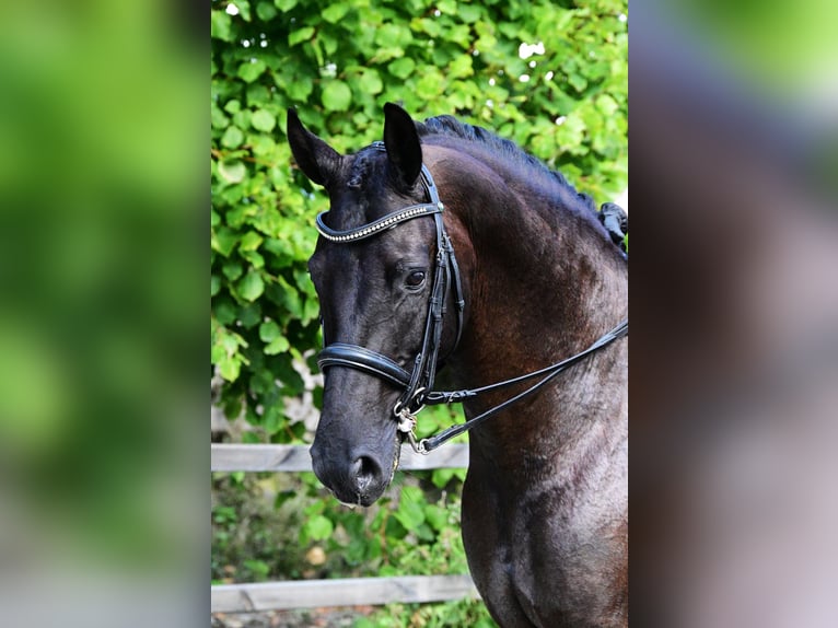 KWPN Castrone 6 Anni 170 cm Morello in Oudendijk