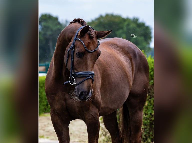 KWPN Castrone 6 Anni 170 cm Sauro scuro in Schaijk