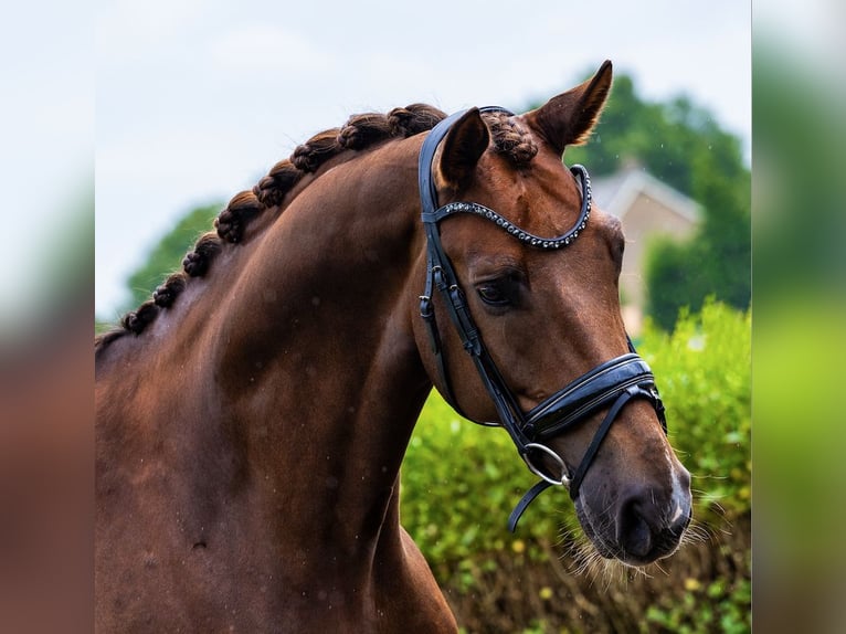 KWPN Castrone 6 Anni 170 cm Sauro scuro in Schaijk