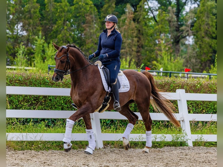 KWPN Castrone 6 Anni 170 cm Sauro scuro in Schaijk