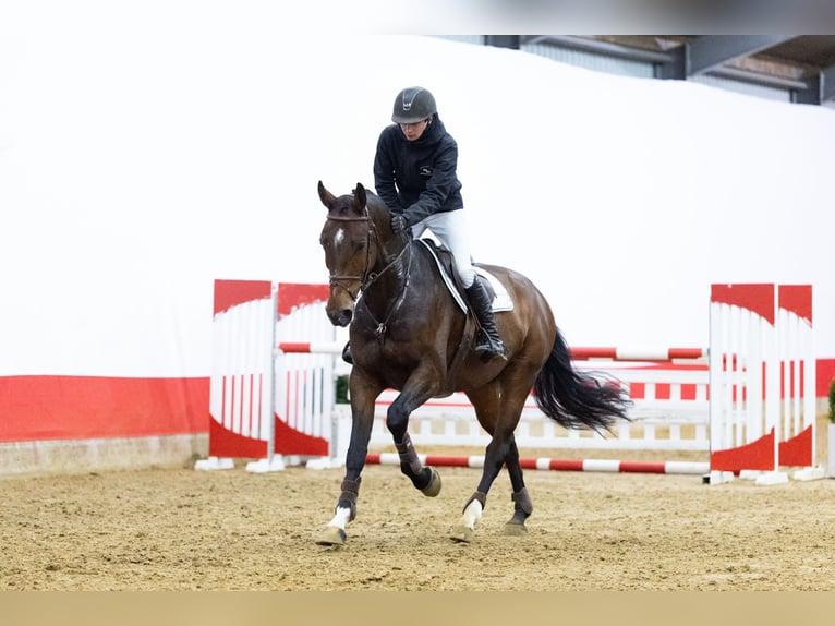 KWPN Castrone 6 Anni 171 cm Baio in Waddinxveen