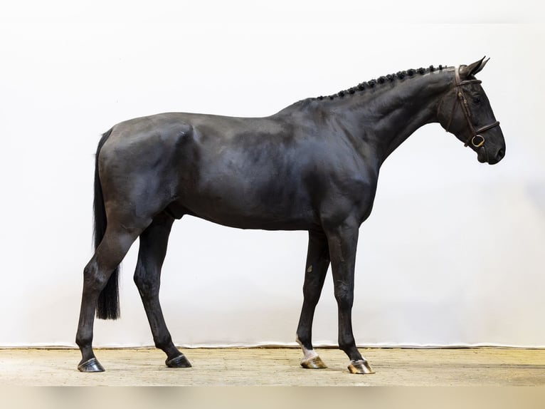 KWPN Castrone 6 Anni 171 cm  in Waddinxveen