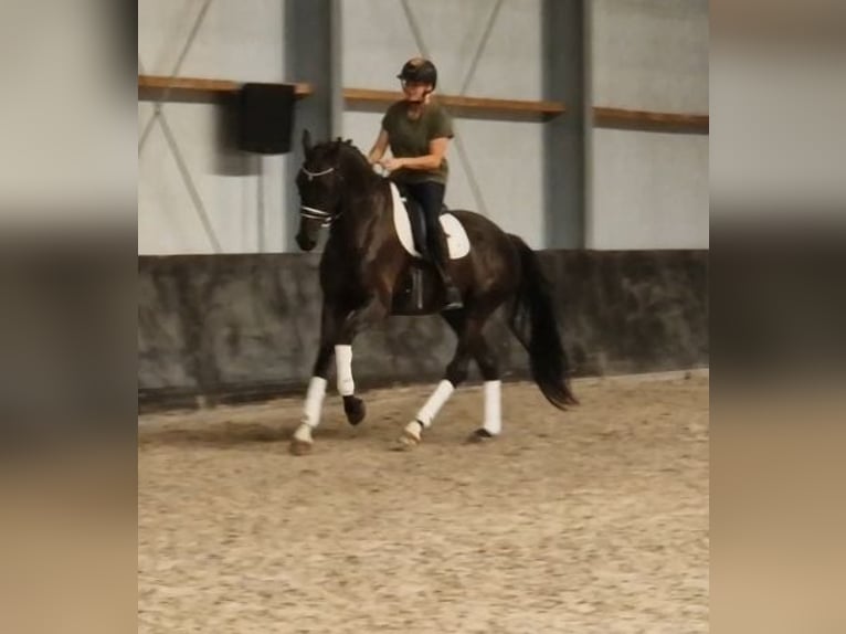 KWPN Castrone 6 Anni 171 cm Morello in Kaldenkirchen
