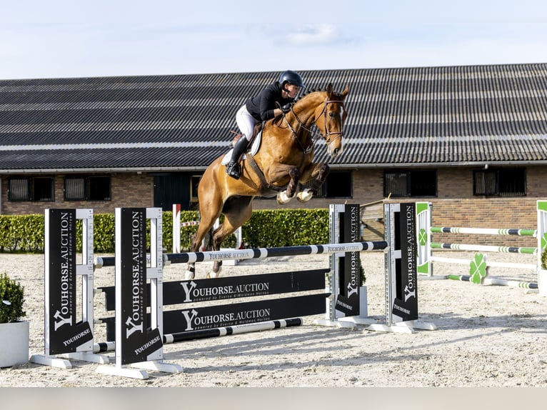 KWPN Castrone 6 Anni 172 cm Baio in Waddinxveen
