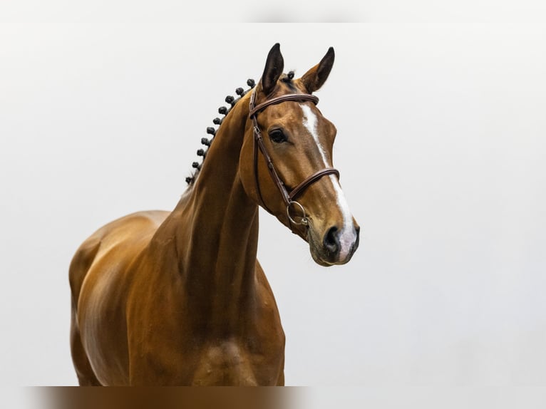 KWPN Castrone 6 Anni 172 cm Baio in Waddinxveen