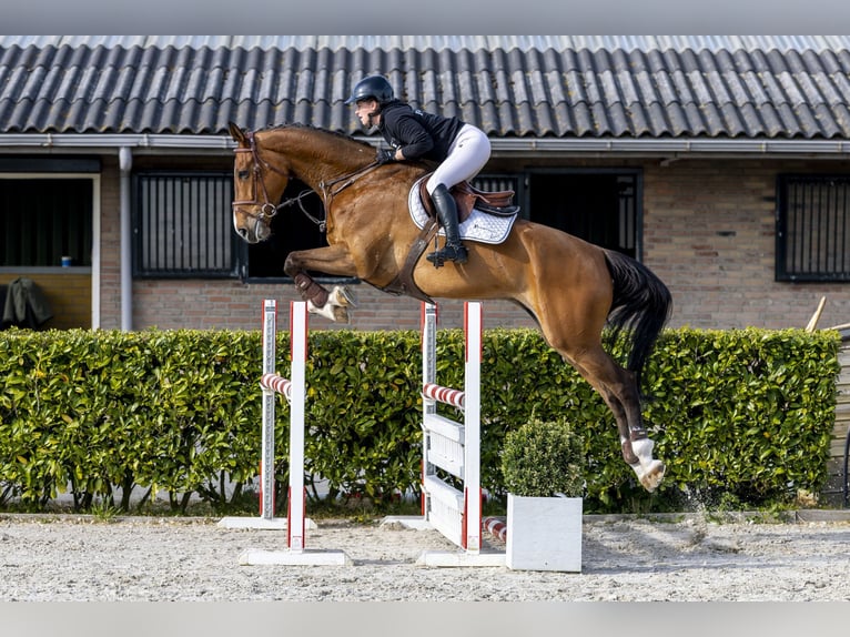 KWPN Castrone 6 Anni 172 cm Baio in Waddinxveen