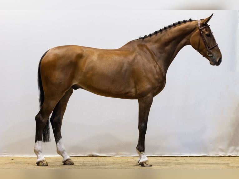 KWPN Castrone 6 Anni 172 cm Baio in Waddinxveen