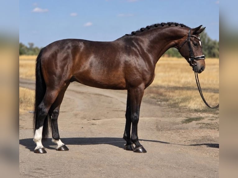 KWPN Castrone 6 Anni 172 cm Baio ciliegia in Dunaújvárosi Járás