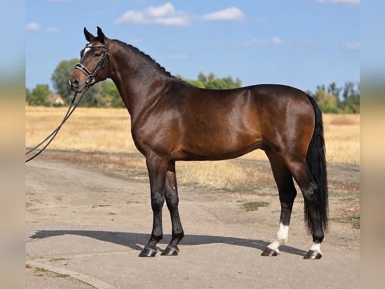KWPN Castrone 6 Anni 172 cm Baio ciliegia in Dunaújvárosi Járás