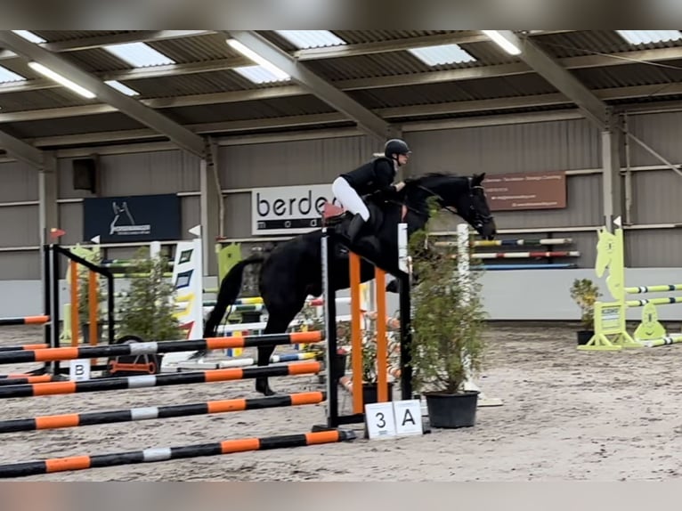 KWPN Castrone 6 Anni 172 cm Baio nero in Ysselsteyn