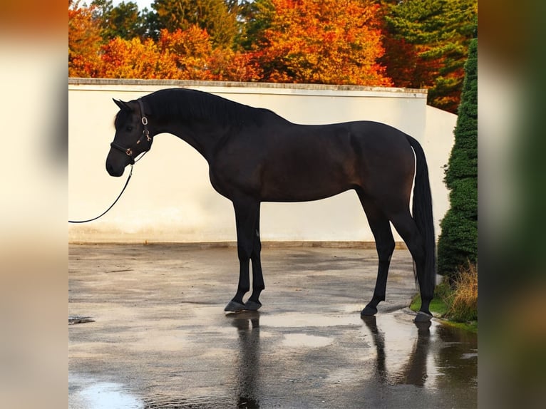 KWPN Castrone 6 Anni 172 cm Baio nero in M&#xF3;r