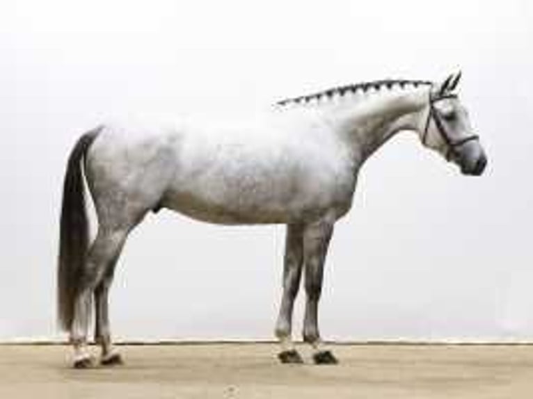 KWPN Castrone 6 Anni 172 cm Grigio in Waddinxveen