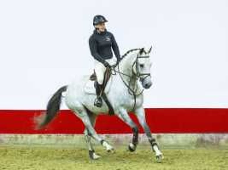 KWPN Castrone 6 Anni 172 cm Grigio in Waddinxveen