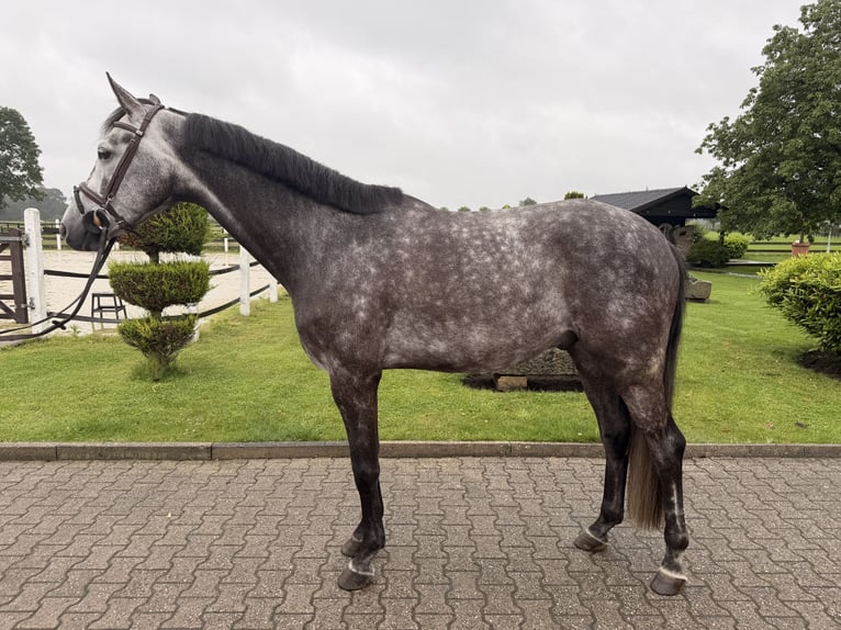 KWPN Castrone 6 Anni 172 cm Grigio pezzato in Nordwalde