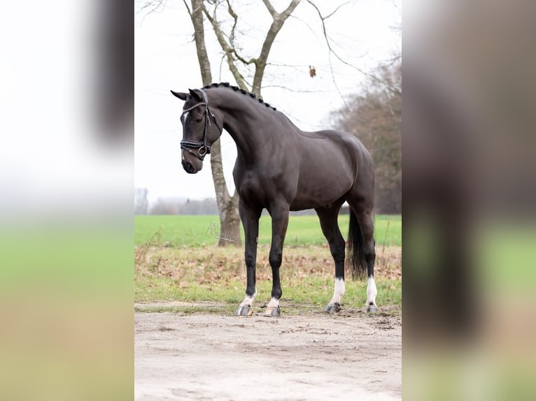 KWPN Castrone 6 Anni 172 cm Morello in Peer