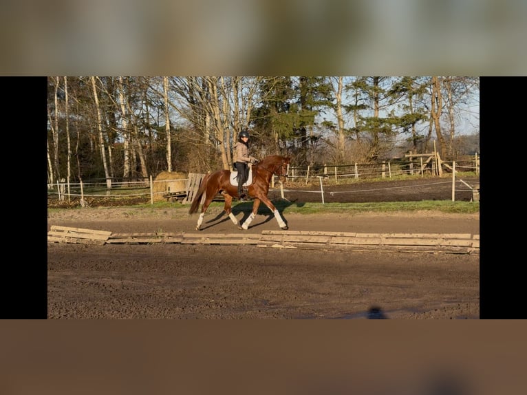 KWPN Castrone 6 Anni 173 cm Sauro in Oyten