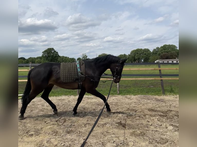 KWPN Castrone 6 Anni 174 cm Baio scuro in Sint Hubert