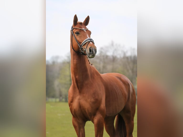 KWPN Castrone 6 Anni 174 cm Sauro in Schierensee