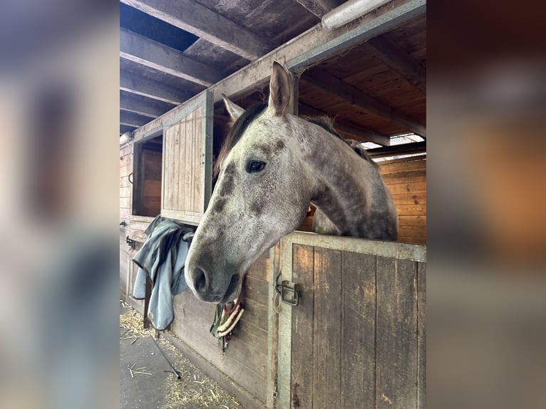 KWPN Castrone 6 Anni 175 cm Grigio pezzato in Zürich